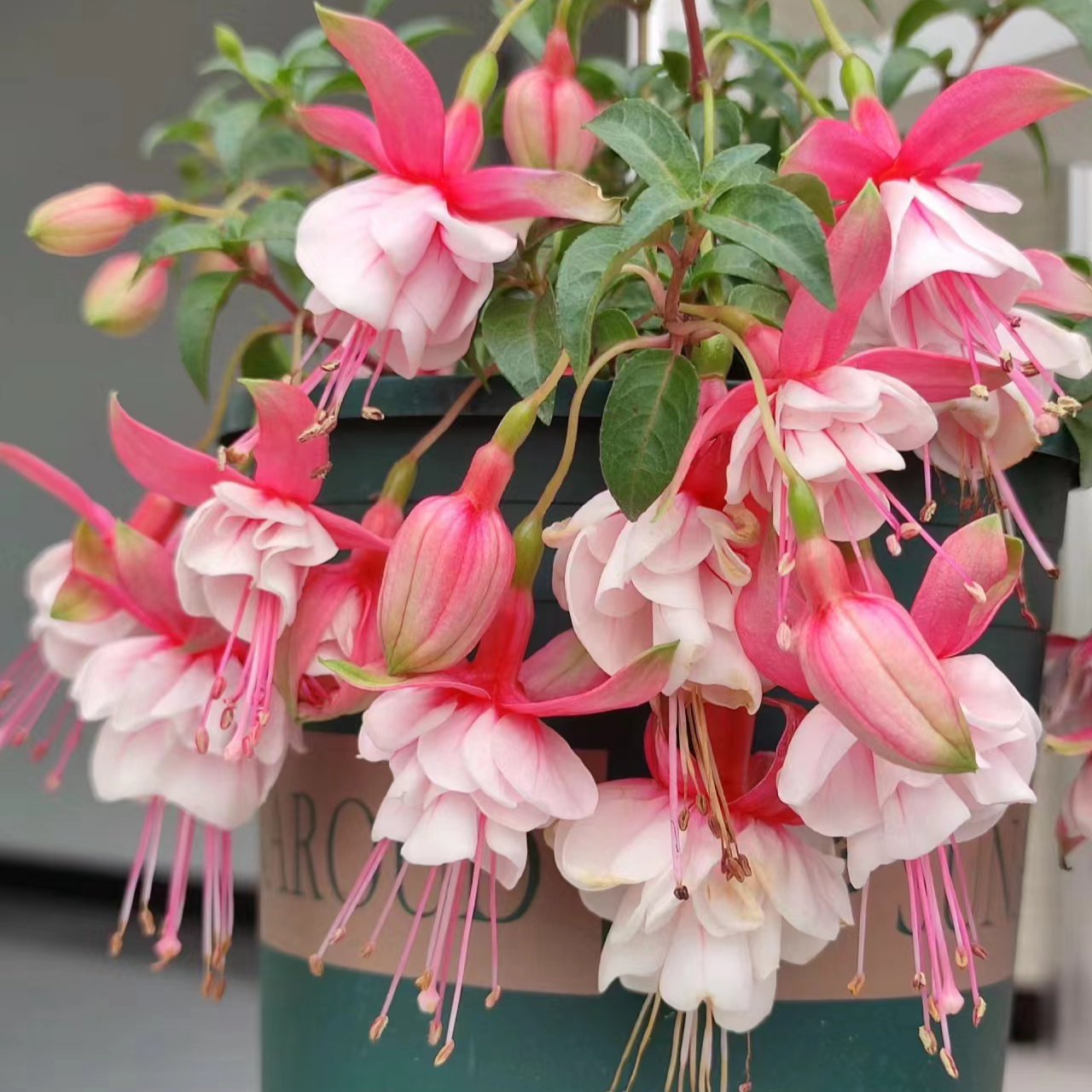 粉色倒挂金钟棒棒糖盆栽庭院阳台爆花强花卉新手易养护生花苞发货