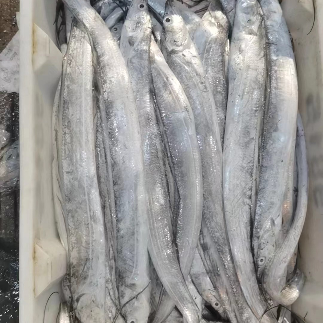 东海野生带鱼1500g—1750g