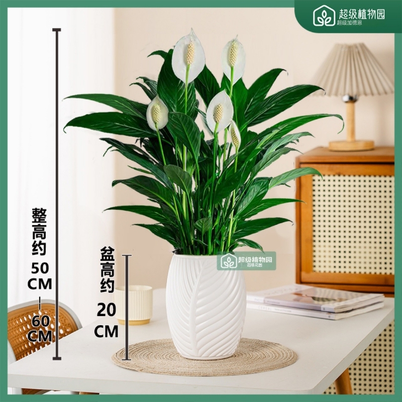 白掌盆栽水土培植物室内绿植花卉客厅办公桌净化空气开花绿植