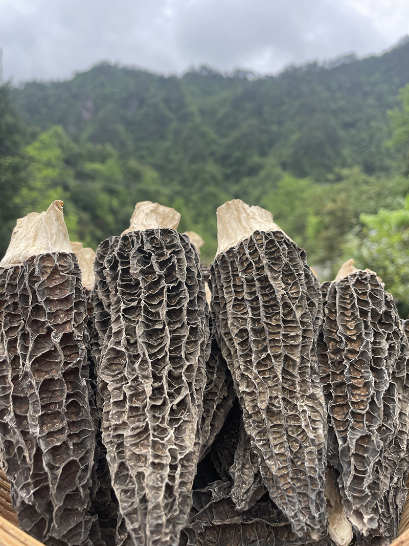 张家界高山羊肚菌