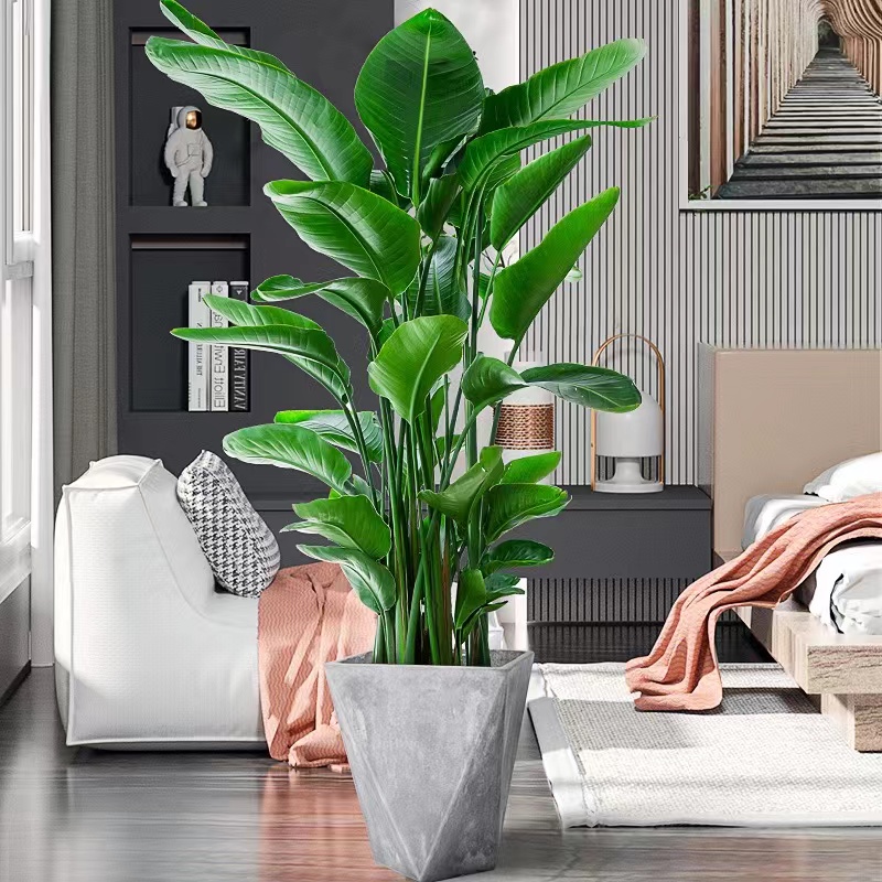 【筱雨专属】一米五天堂鸟盆栽大型展示北欧阳台发货办公室好养植物