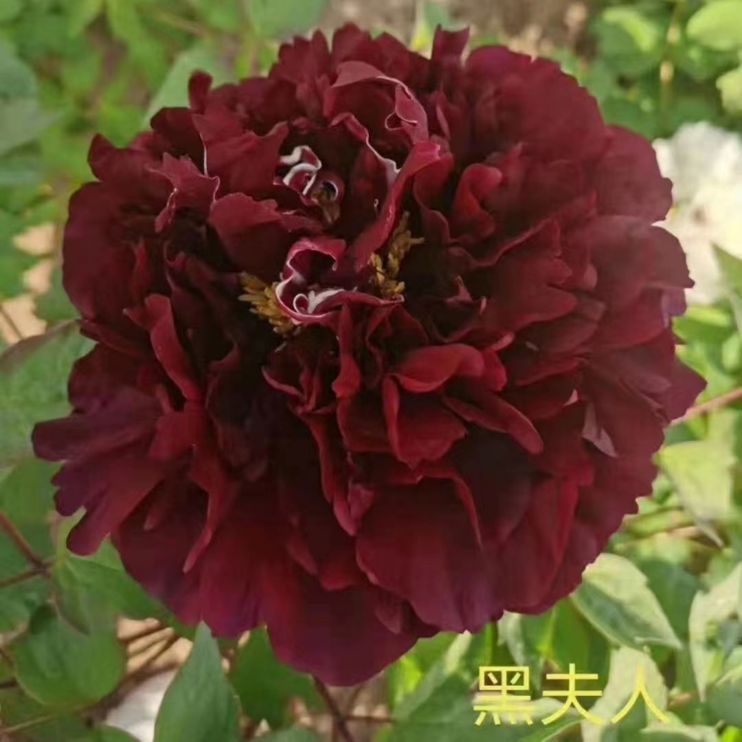 【原盆原土-黑夫人】重瓣大花室内庭院基地直发牡丹花包对版花卉