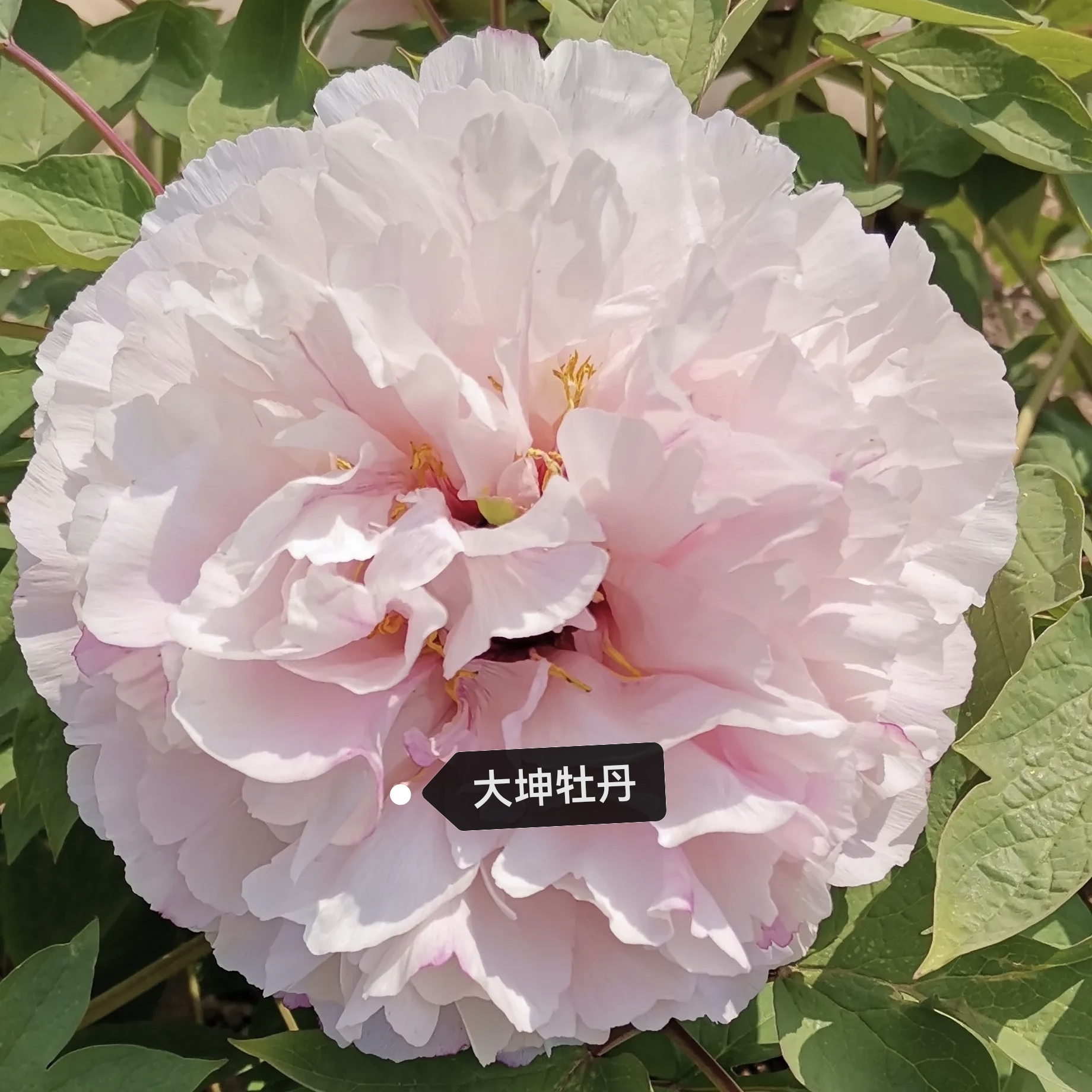 【原盆原土-百园粉】正宗洛阳观赏牡丹重瓣大花室内庭院盆栽地栽