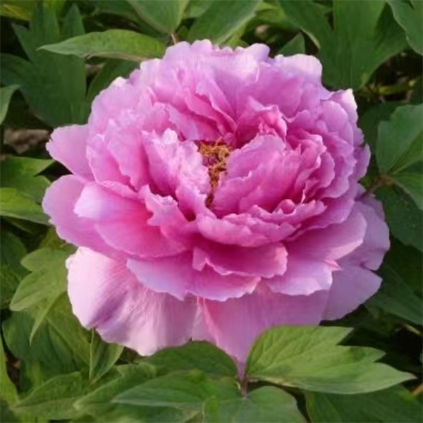 【原盆原土-鲁菏红】重瓣大花室内庭院基地直发牡丹花包对版花卉