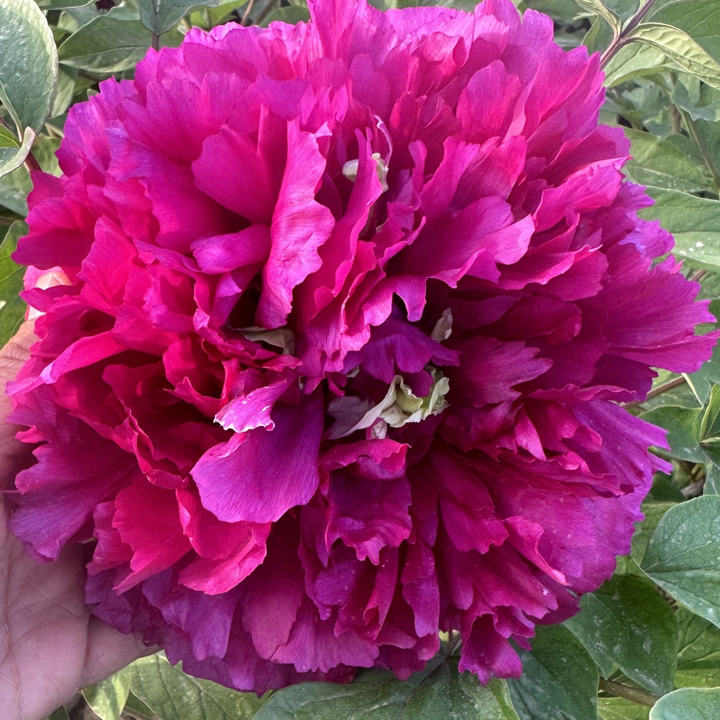 【原盆原土-百园红】重瓣大花室内庭院基地直发牡丹花包对版花卉