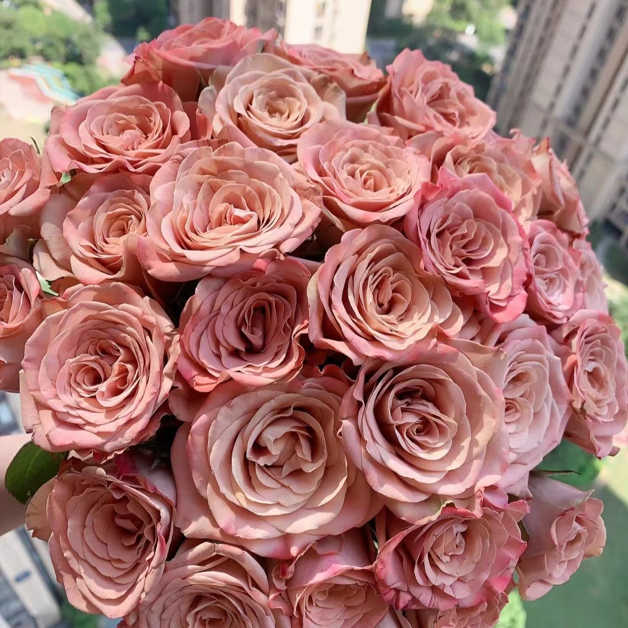 【卡布奇诺】单头玫瑰  