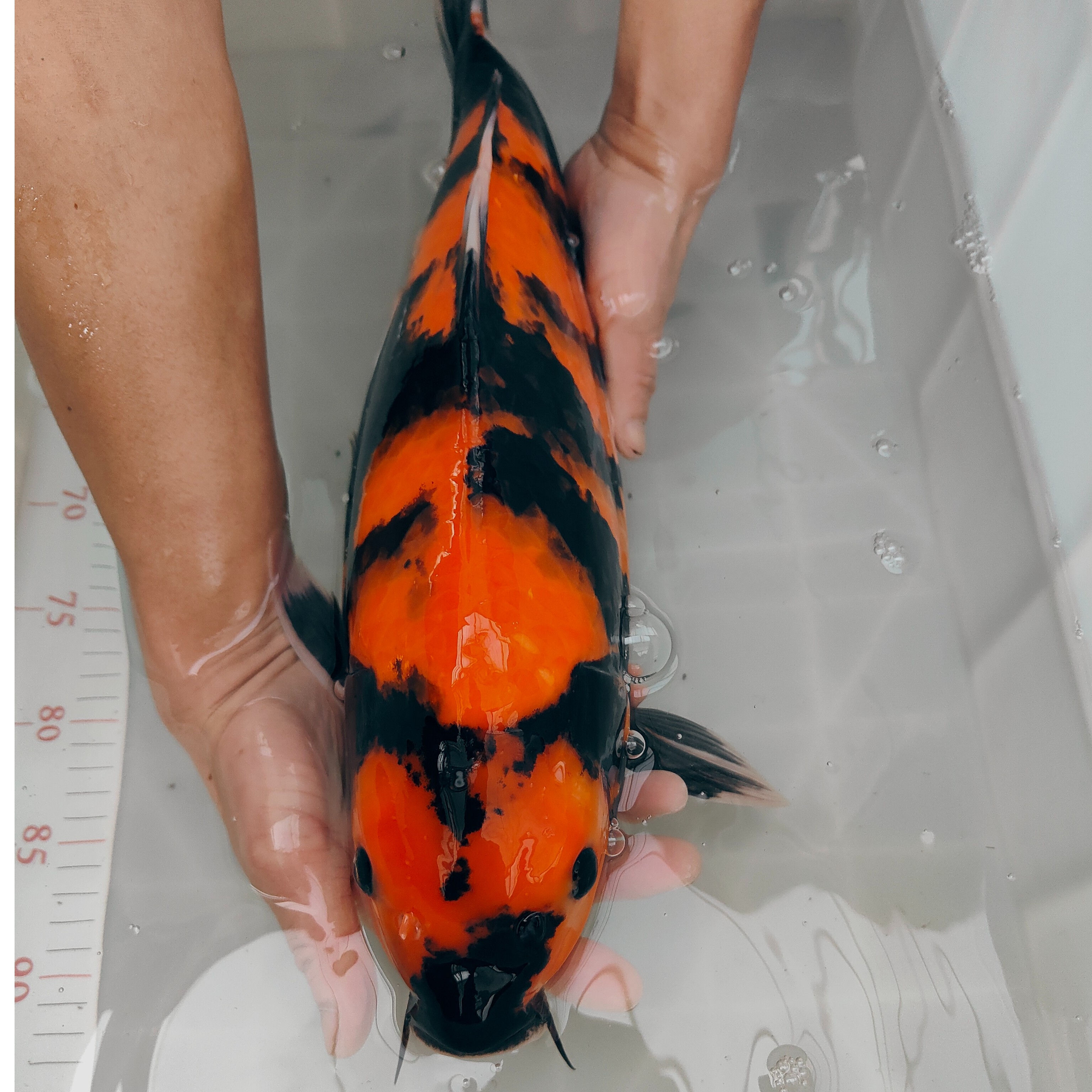 4【直播专属链接】观赏鱼介子银鳞介子茶鲤昭和红白白写绯写