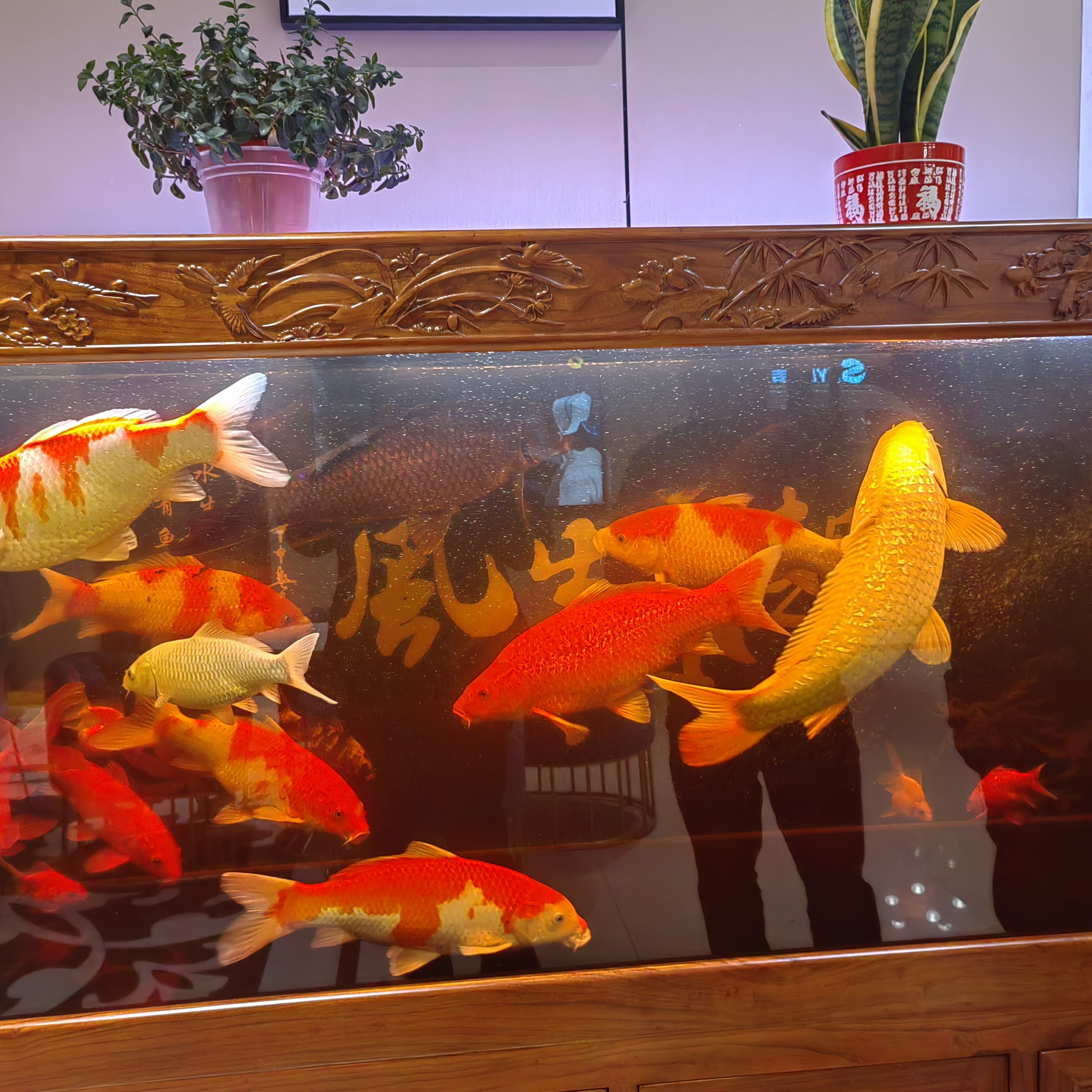 红白锦鲤大正锦鲤昭和锦鲤 直播专属链接