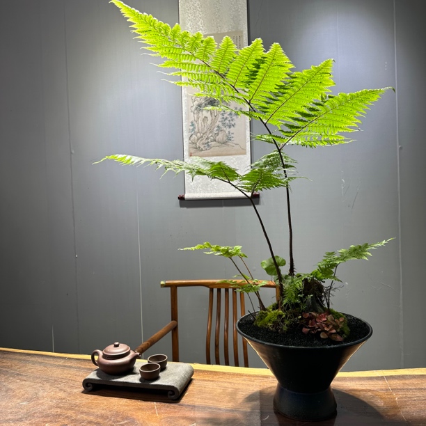 蕨类盆景客厅室内喜阴喜湿一物一拍蕨类植物吸甲醛净化大飘枝绿植