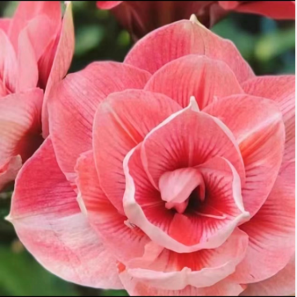 【兰尼】★澳洲重瓣原生北方朱顶红种球百合花室内外盆栽花卉种植