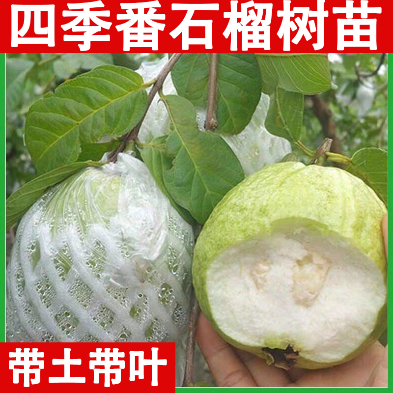 四季番石榴树嫁接果苗无籽少籽珍珠西瓜红心芭乐树苗地载南方种植