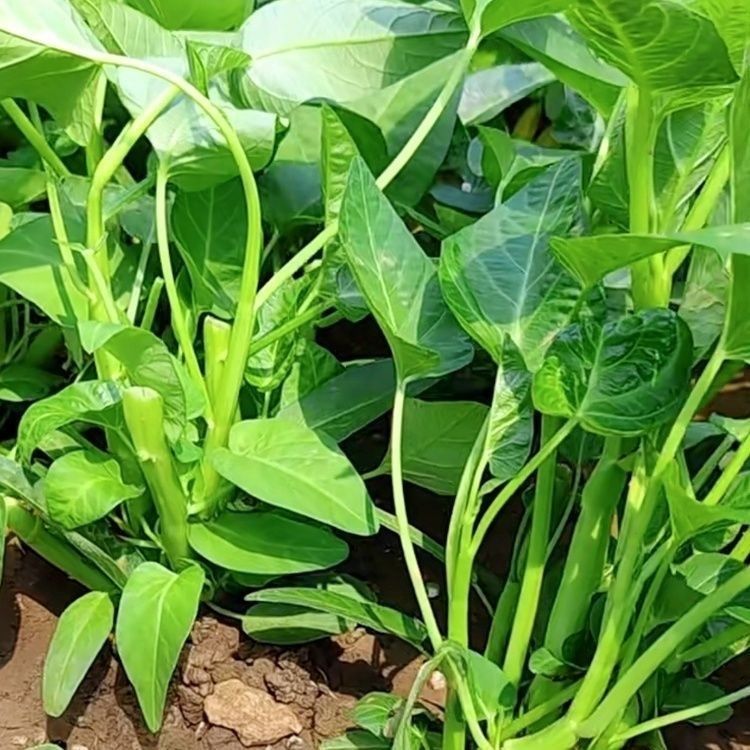 三叉空心菜种籽通心菜种子四季高产耐高温易种植阳台盆栽蔬菜种子