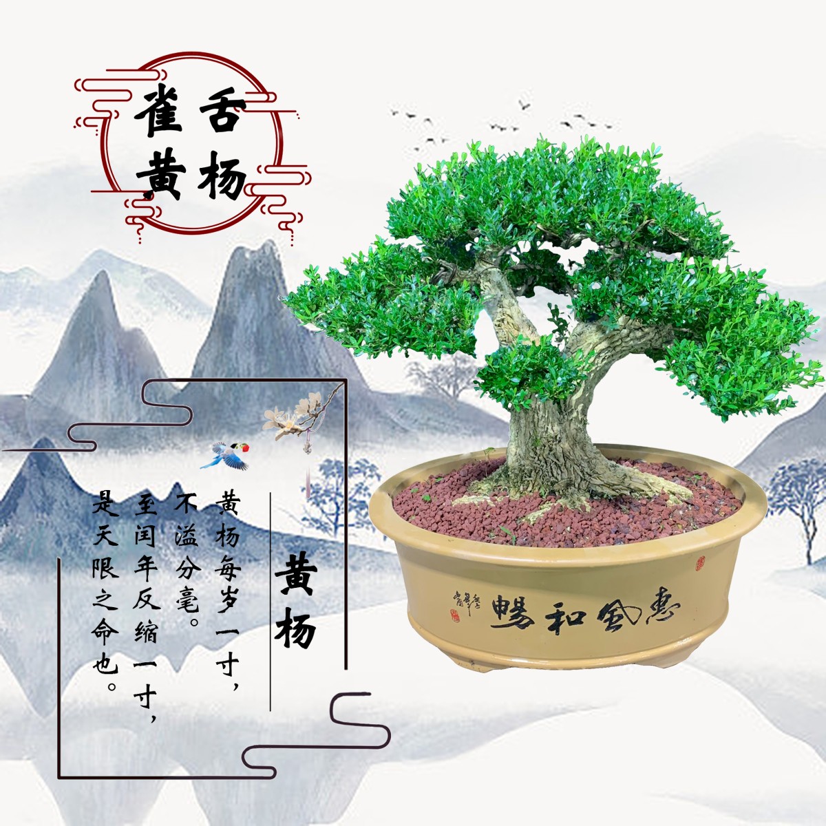 【365号】日式盆景黄杨矮霸造型盆栽植物根霸老桩绿植好养易活植物