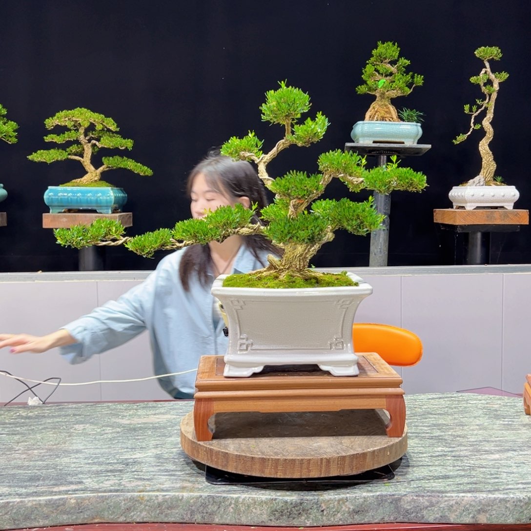 黄杨绿植黄杨盆景雀舌软枝