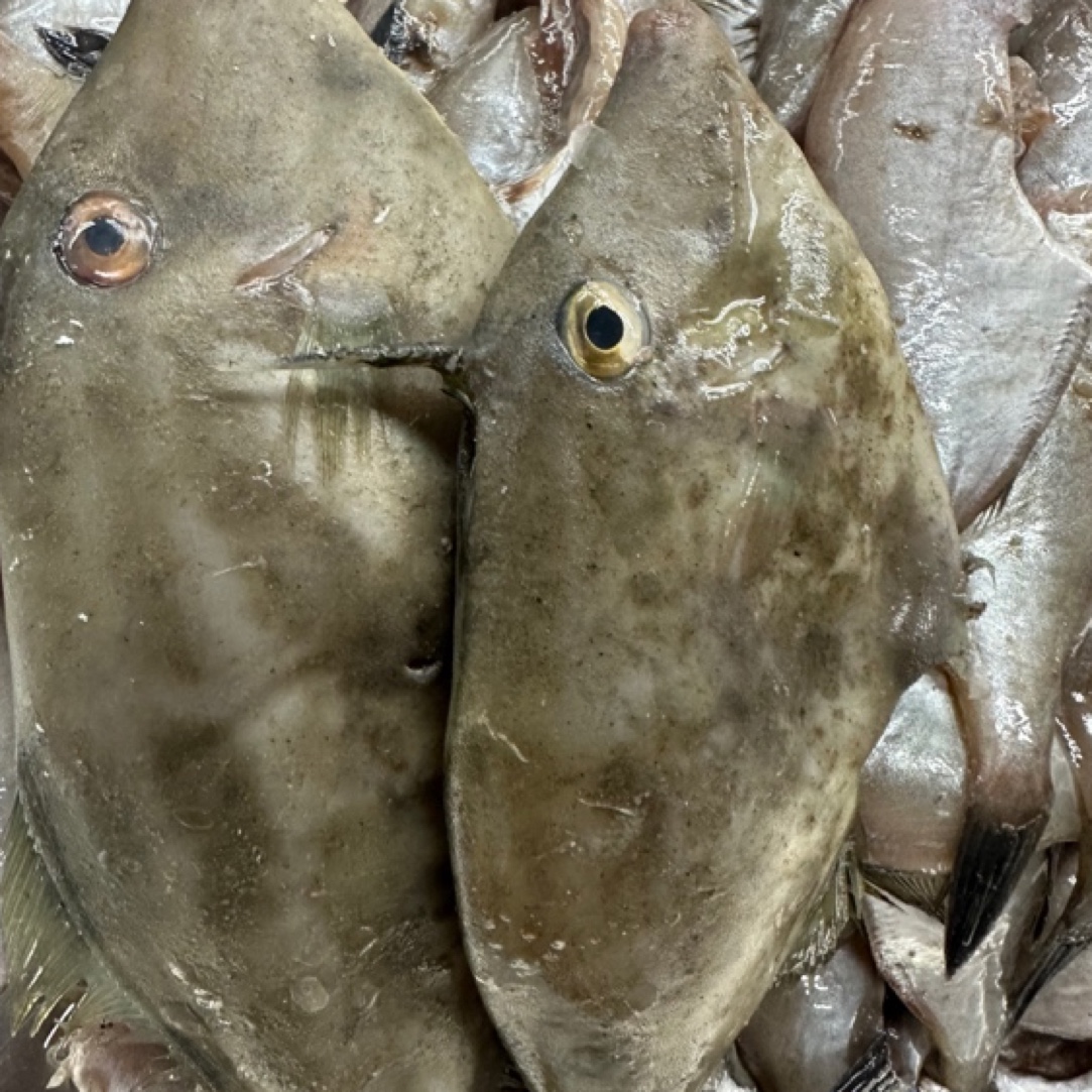大连当地皮匠鱼扒皮狼扒皮鱼耗儿鱼净肉一斤60条，四斤