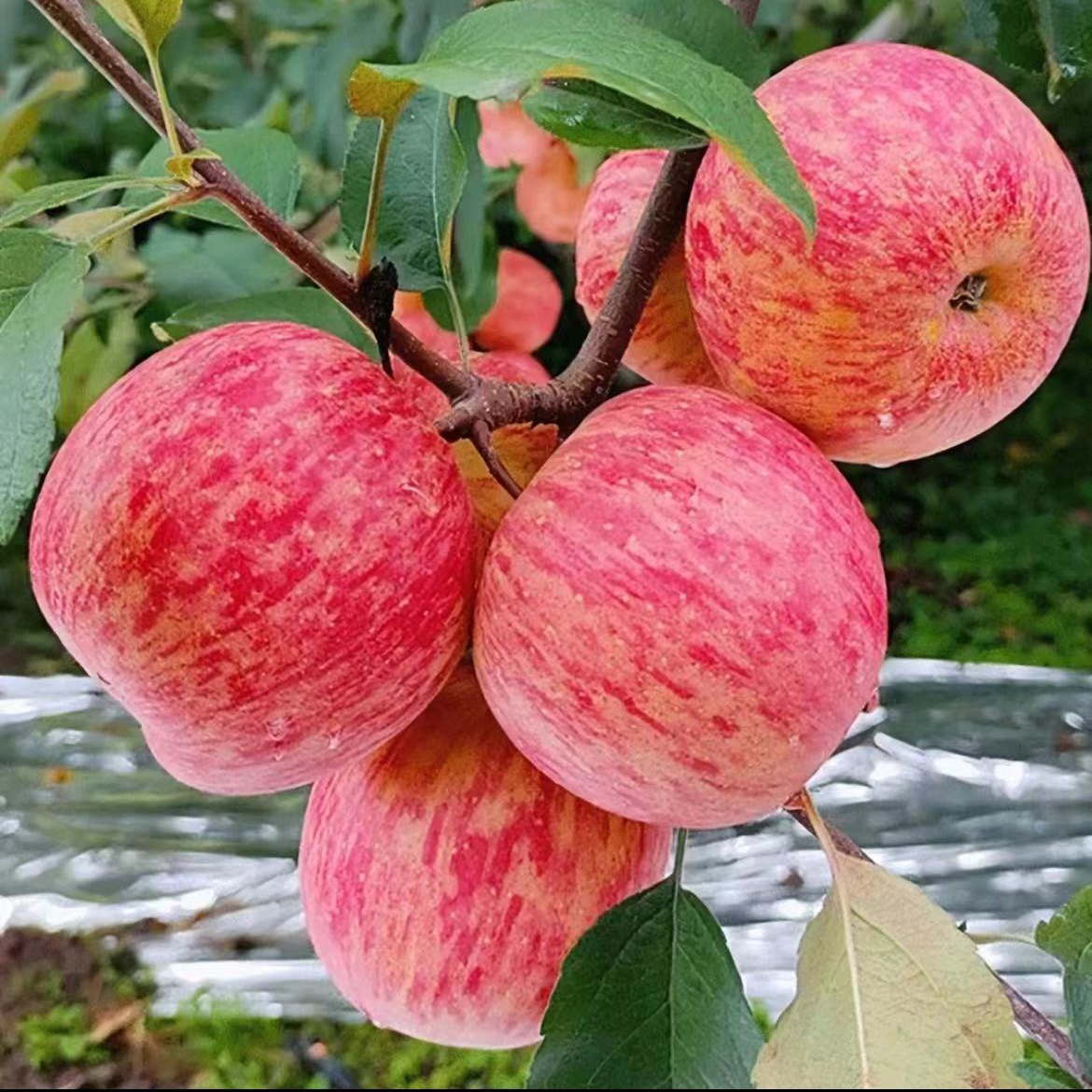 2024新果陕西洛川丑苹果早熟红富士 产地直发 自然果香