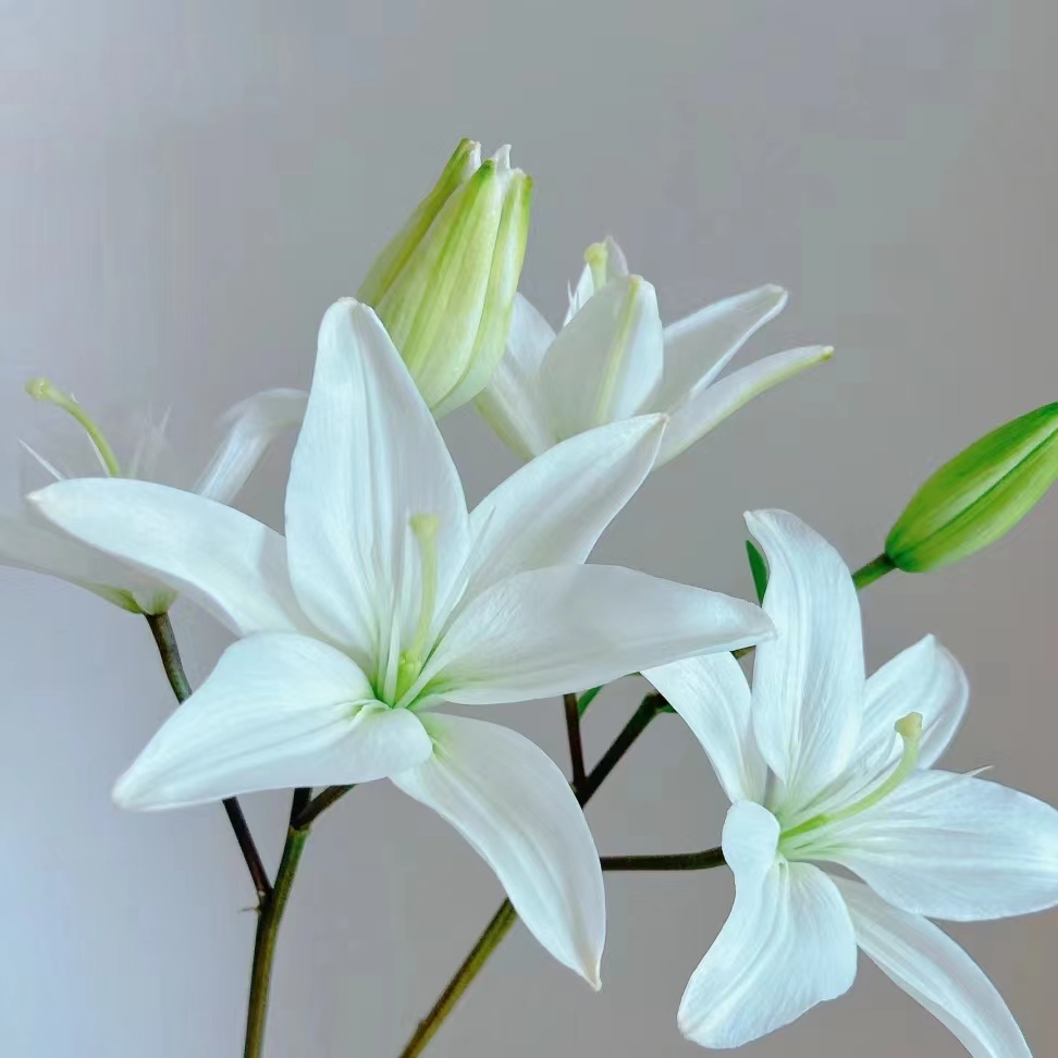 【话里有花/月光】洁白无瑕   花瓣厚实     无香亚百合