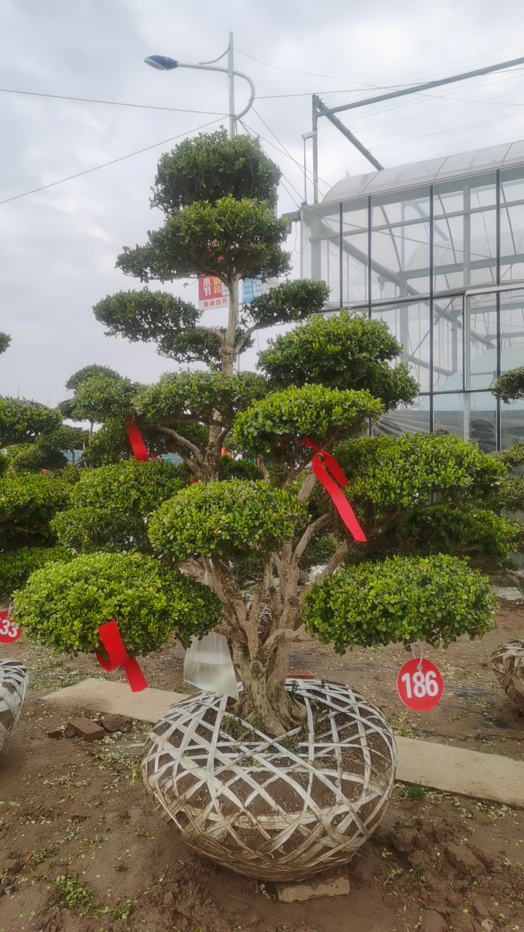  一物一拍【100-1000】黄杨地景盆景 造型树造型美观 规格齐全 