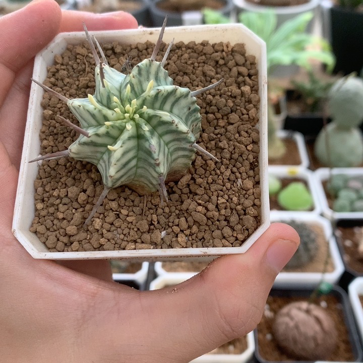 侧芽斑马锦大戟多肉