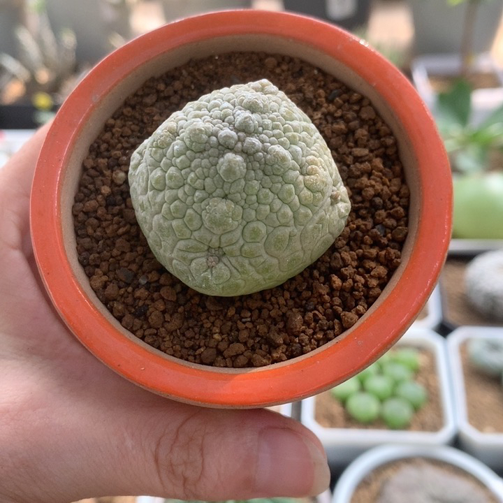 实生3.2cm凝蹄玉母本