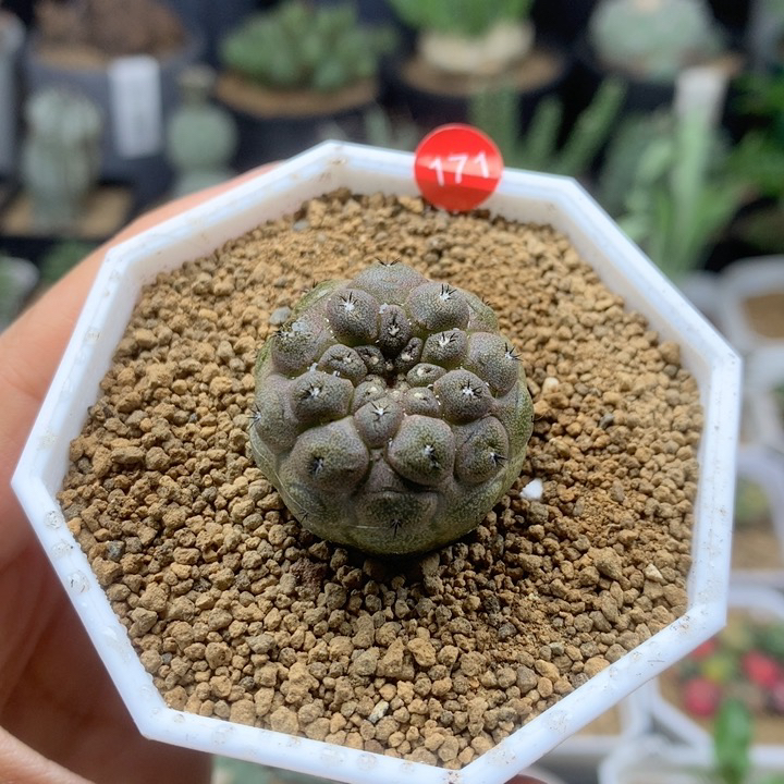实生蜥蜴皮仙人球