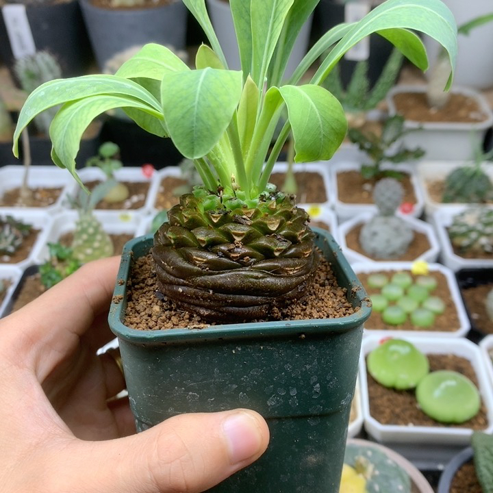 正圆铁甲丸母本5cm带盆