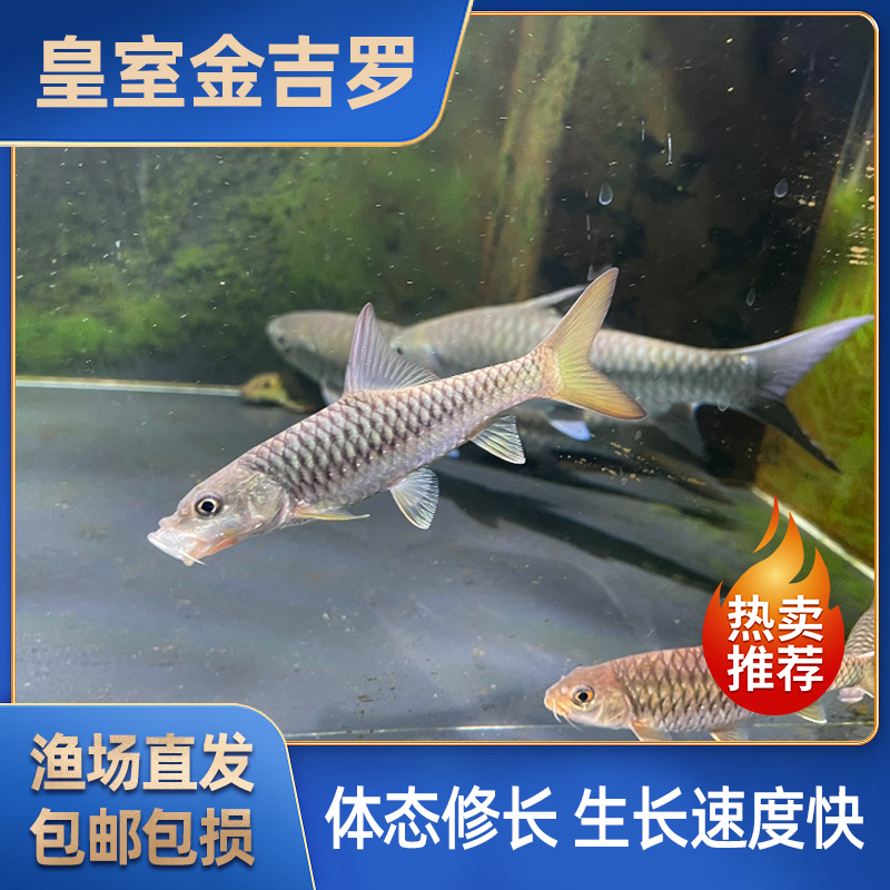 皇室金吉罗/进口金色系吉罗