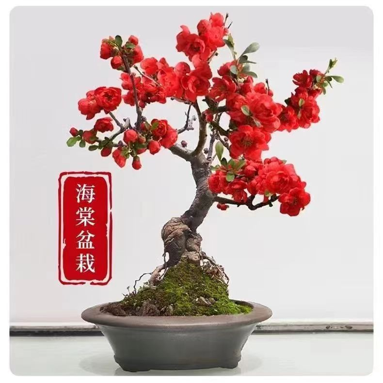 海棠花盆景耐寒植物