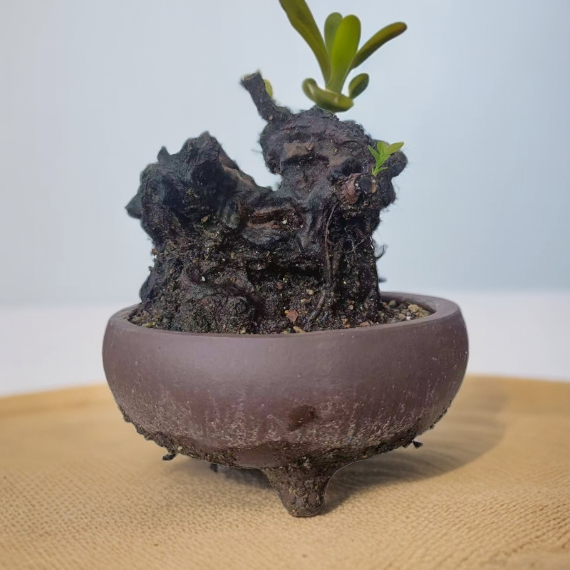 古朴精美的黄栌盆景