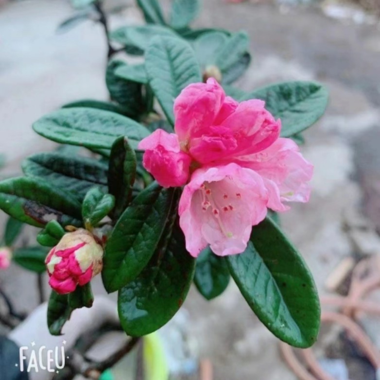 云景杜鹃 枇杷 各类盆景素材