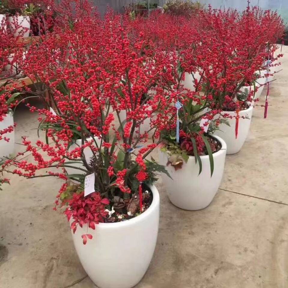 一物一拍北美冬青花卉盆栽发财果富贵子相思豆红果植物