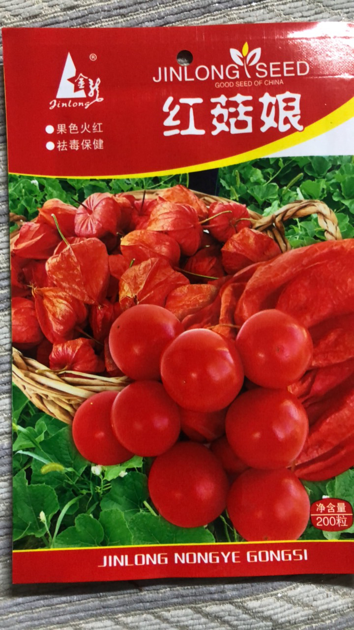 种子红菇娘果苦菇娘。种子