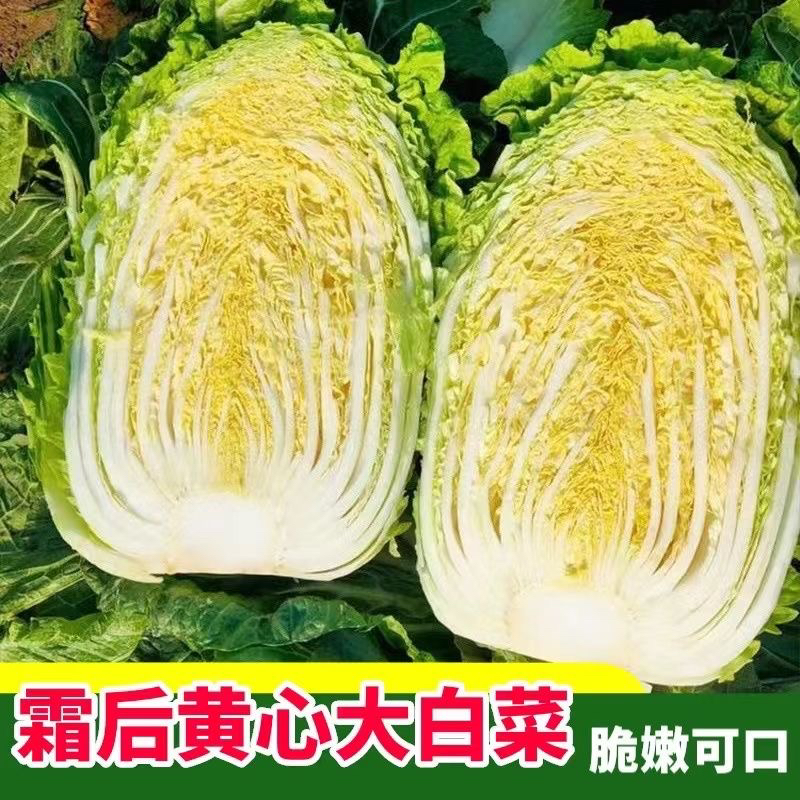 苏北霜冻黄心大白菜