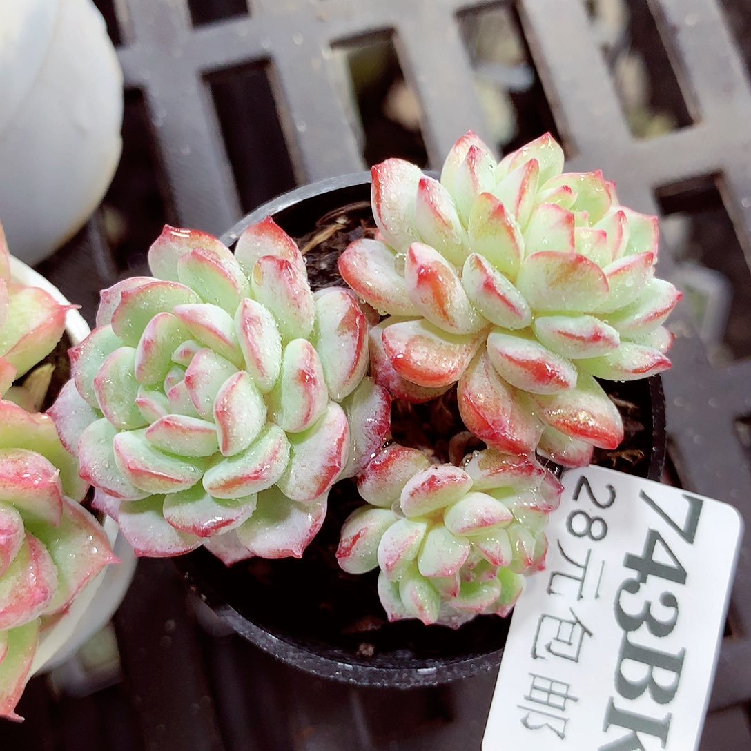 5厘米盆精控多肉743