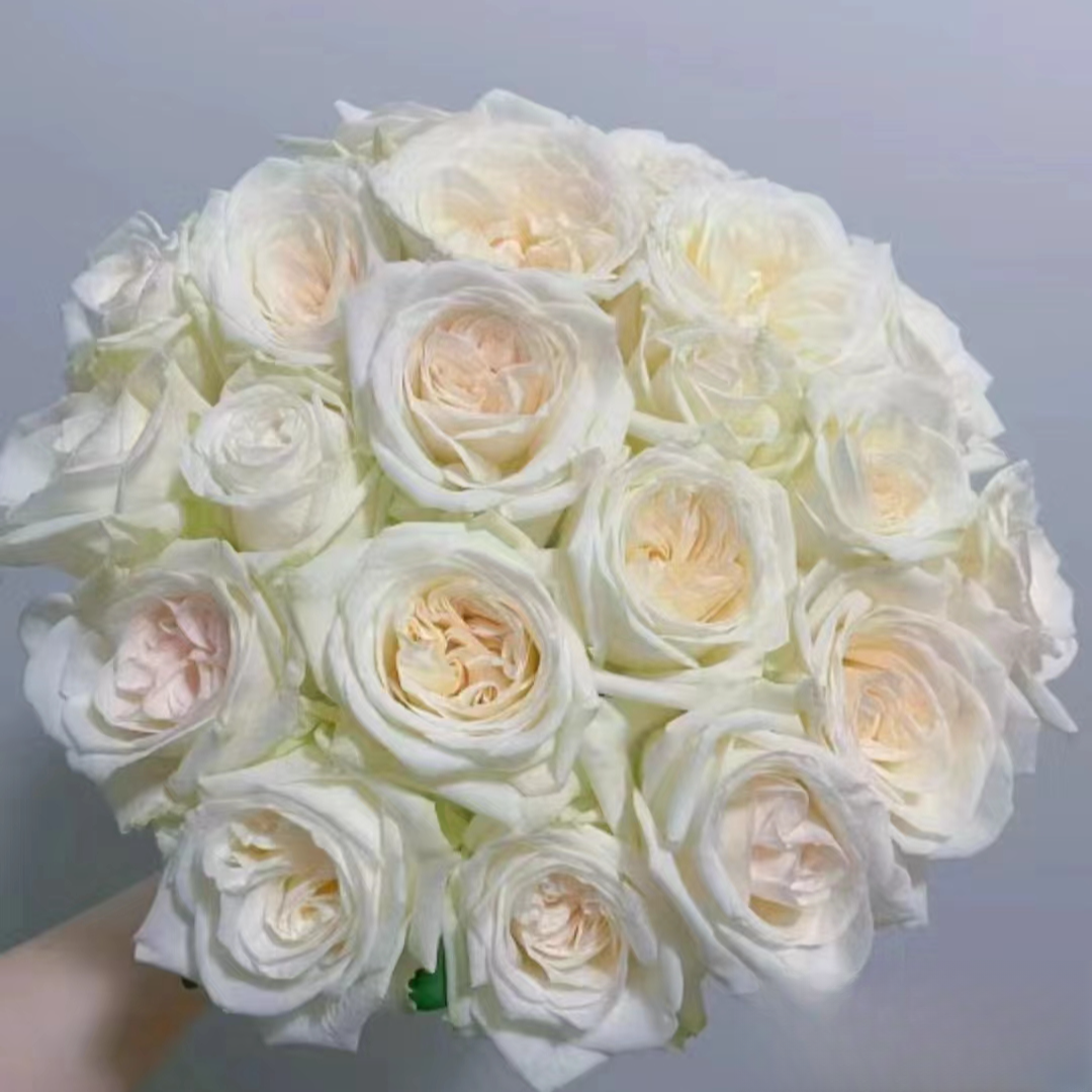 切花品种小苗【白荔枝】灌木切花花期长月季品种盆栽阳台可地栽花苗