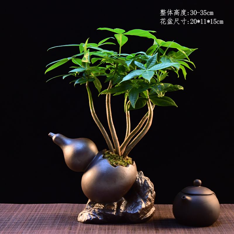 禅意/意境发财树 室内好养盆景盆栽绿植花卉茶桌茶室客厅阳台