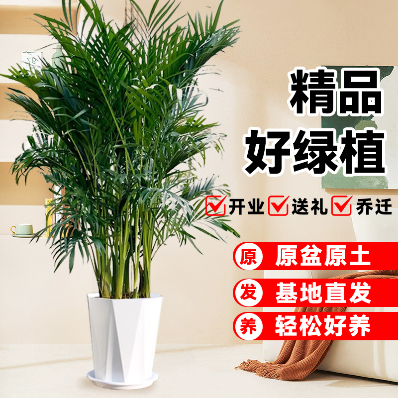 富贵椰子1.8-2.2米绿植盆栽盆栽水土培四季常青客厅摆件吸甲醛