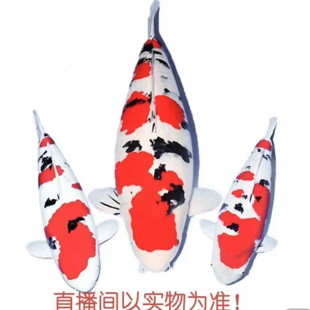 东海龙宫锦鲤三店观赏鱼五色空鲤火鲤锦鲤