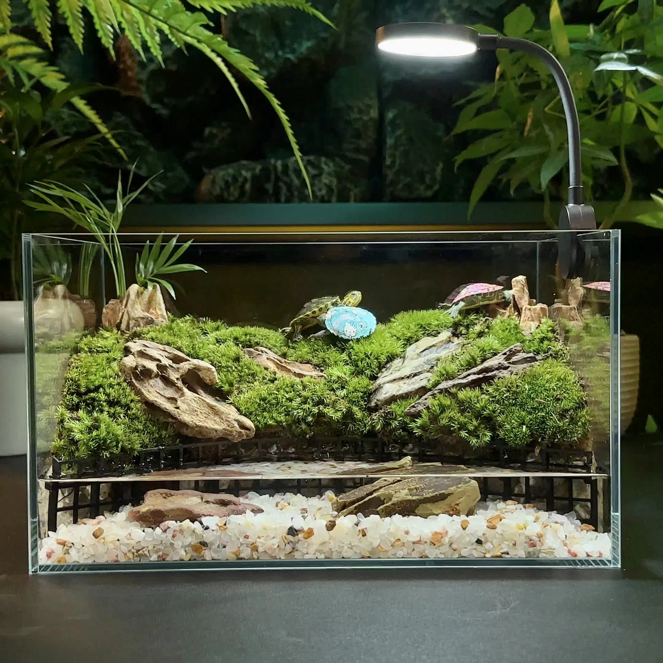 【造景套餐】桌面微景观客厅超白玻璃观赏鱼缸生态缸微景观免换水