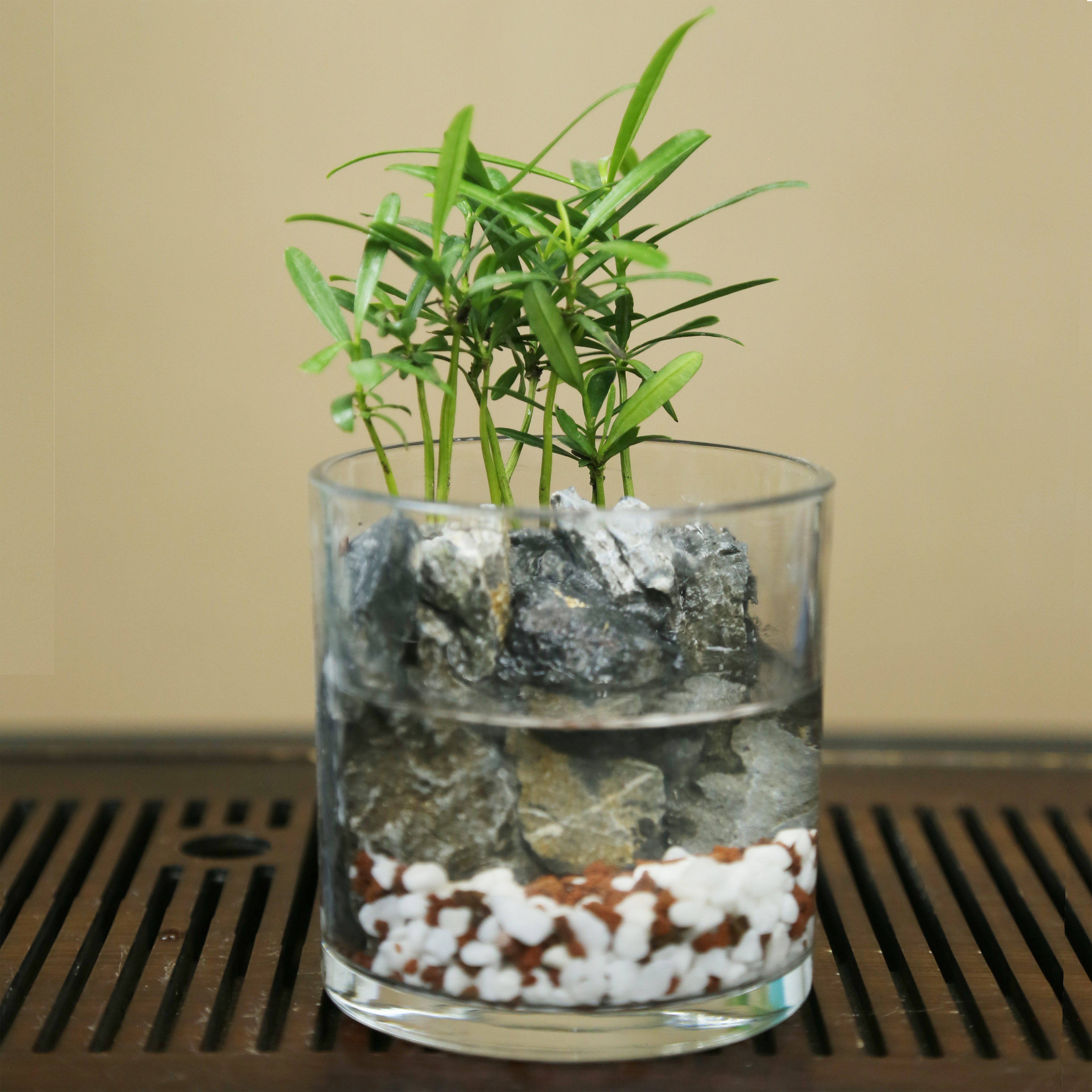 【创意】天圆——10尺寸微景观山水缸鱼缸水培植物纯手工美观