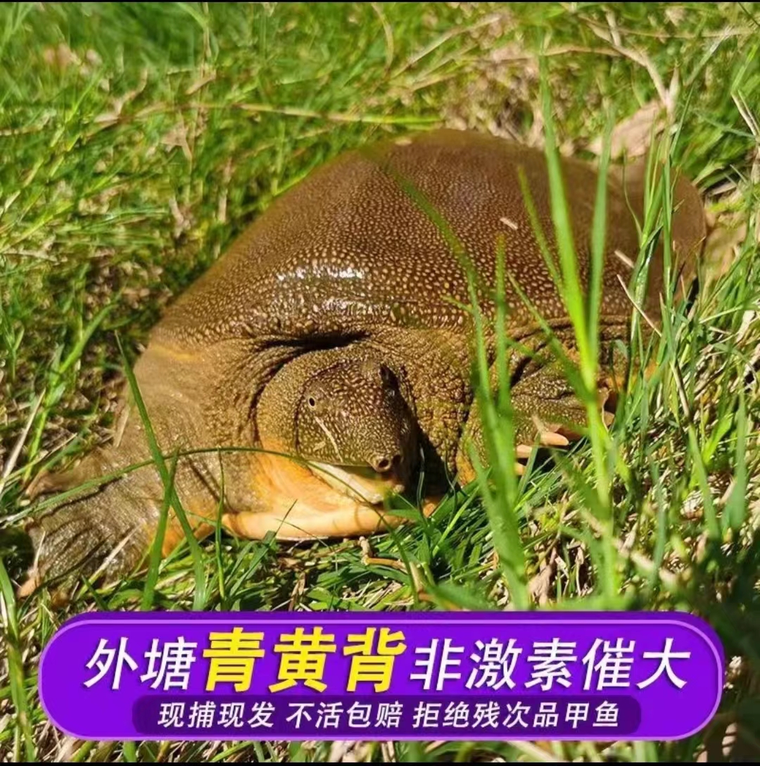 外塘散养母甲鱼包活到家