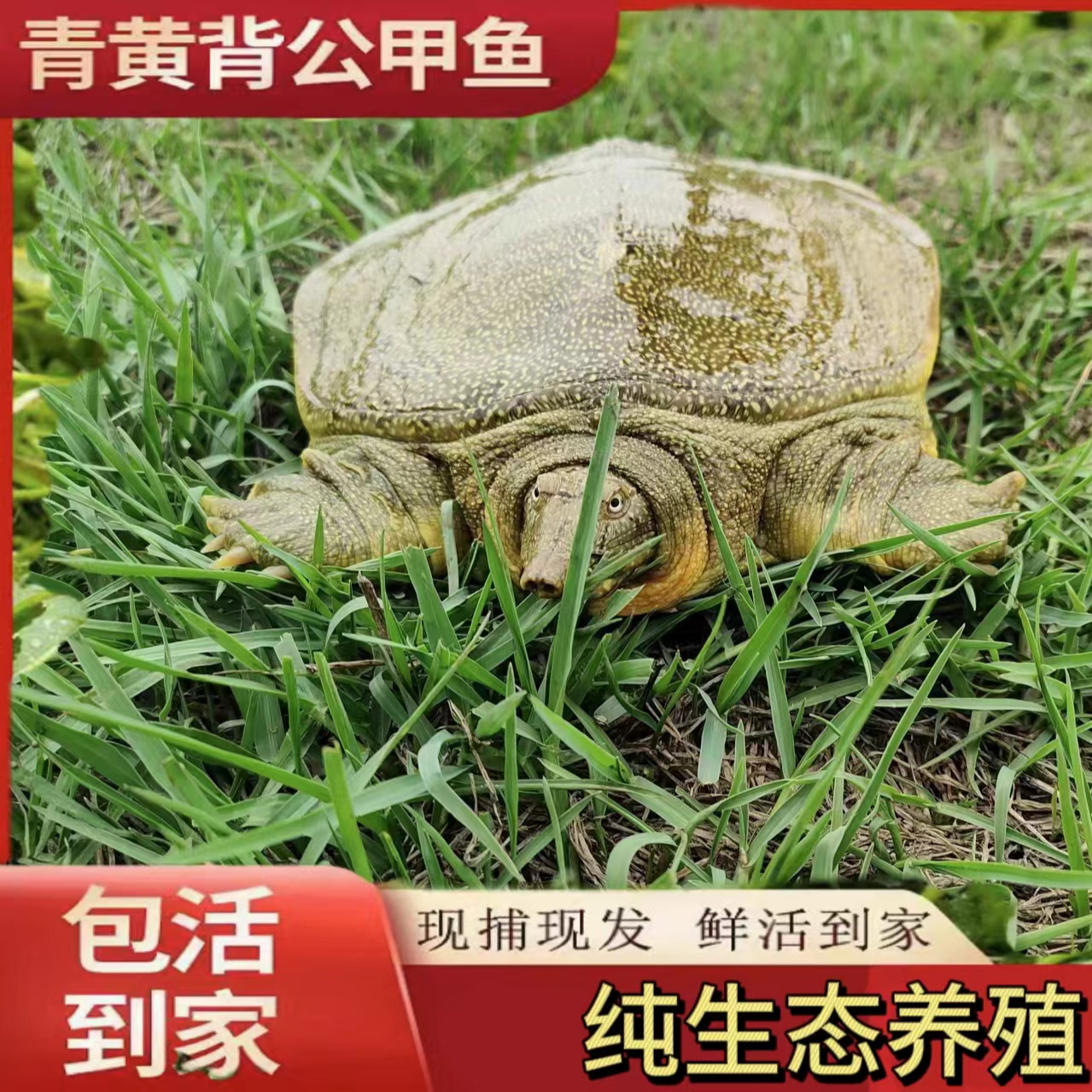 外塘散养甲鱼京东生鲜包活到家