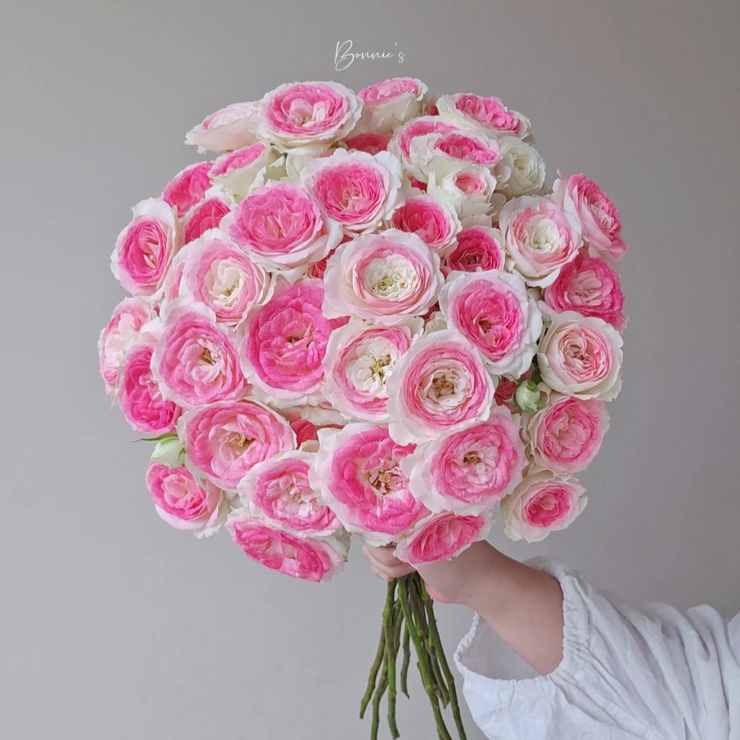 【半岛花铺】午夜魔法 多头玫瑰 超稀有 好养好开 云南昆明基地直发