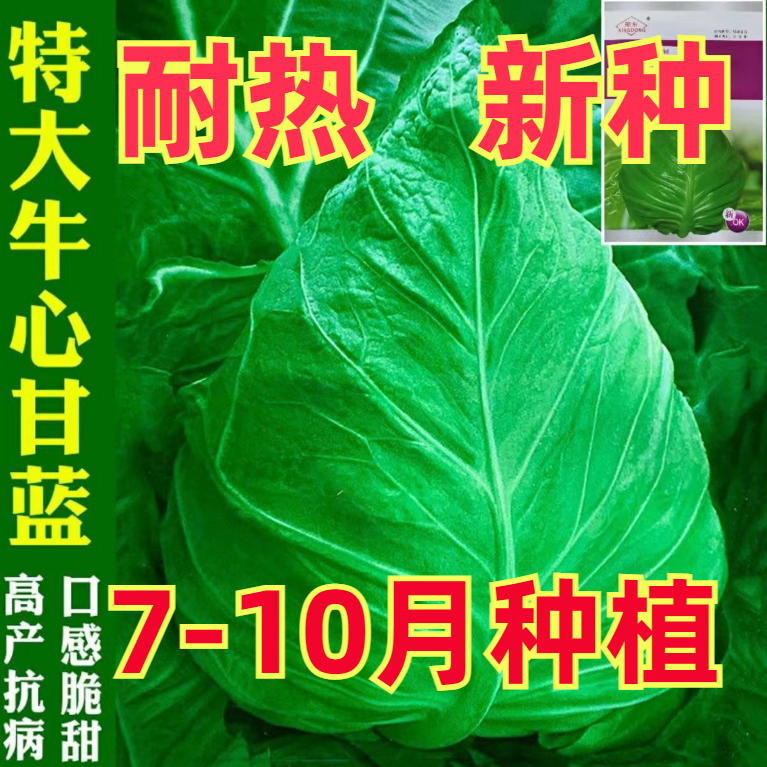 牛心包菜种子甘蓝菜新鲜大头菜种子流心包菜种子当季蔬菜种子大全