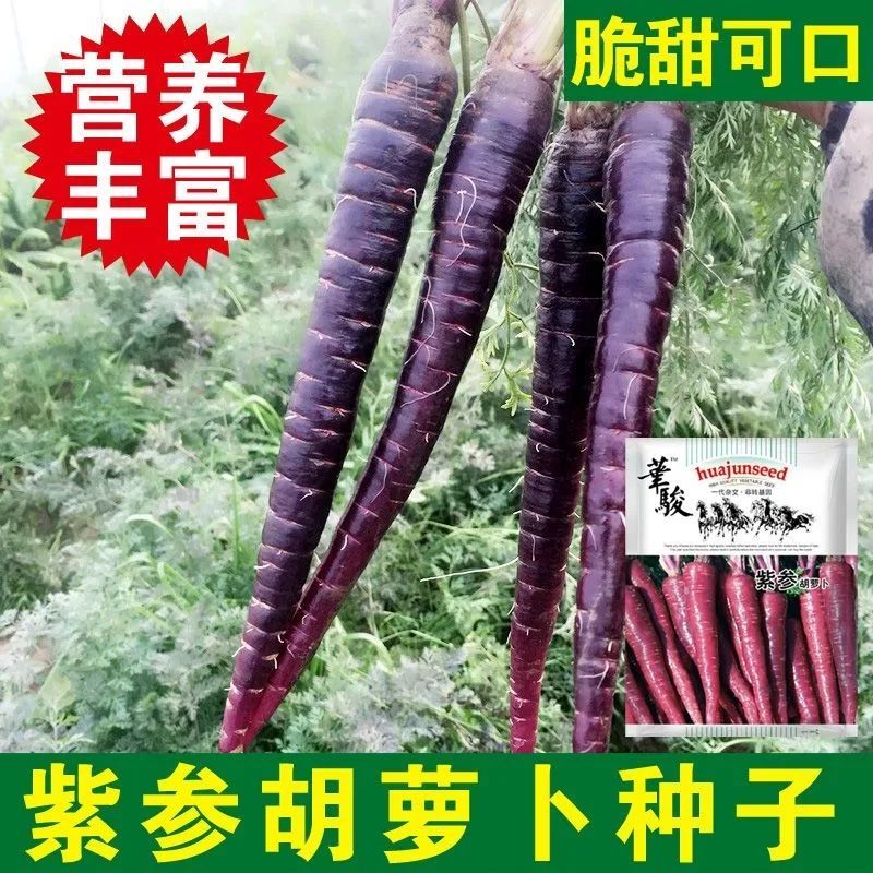 紫胡萝卜种子夏秋季蔬菜紫红胡萝卜紫色红萝卜特色保健蔬菜