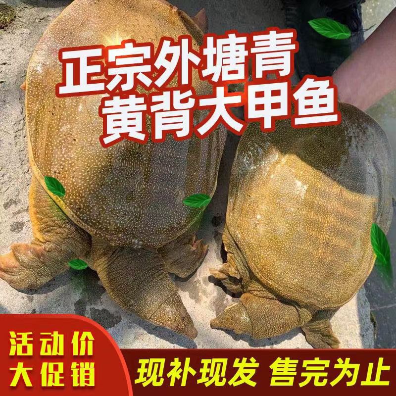 野外山泉水放养只卖精品青黄公甲鱼黄沙鳖