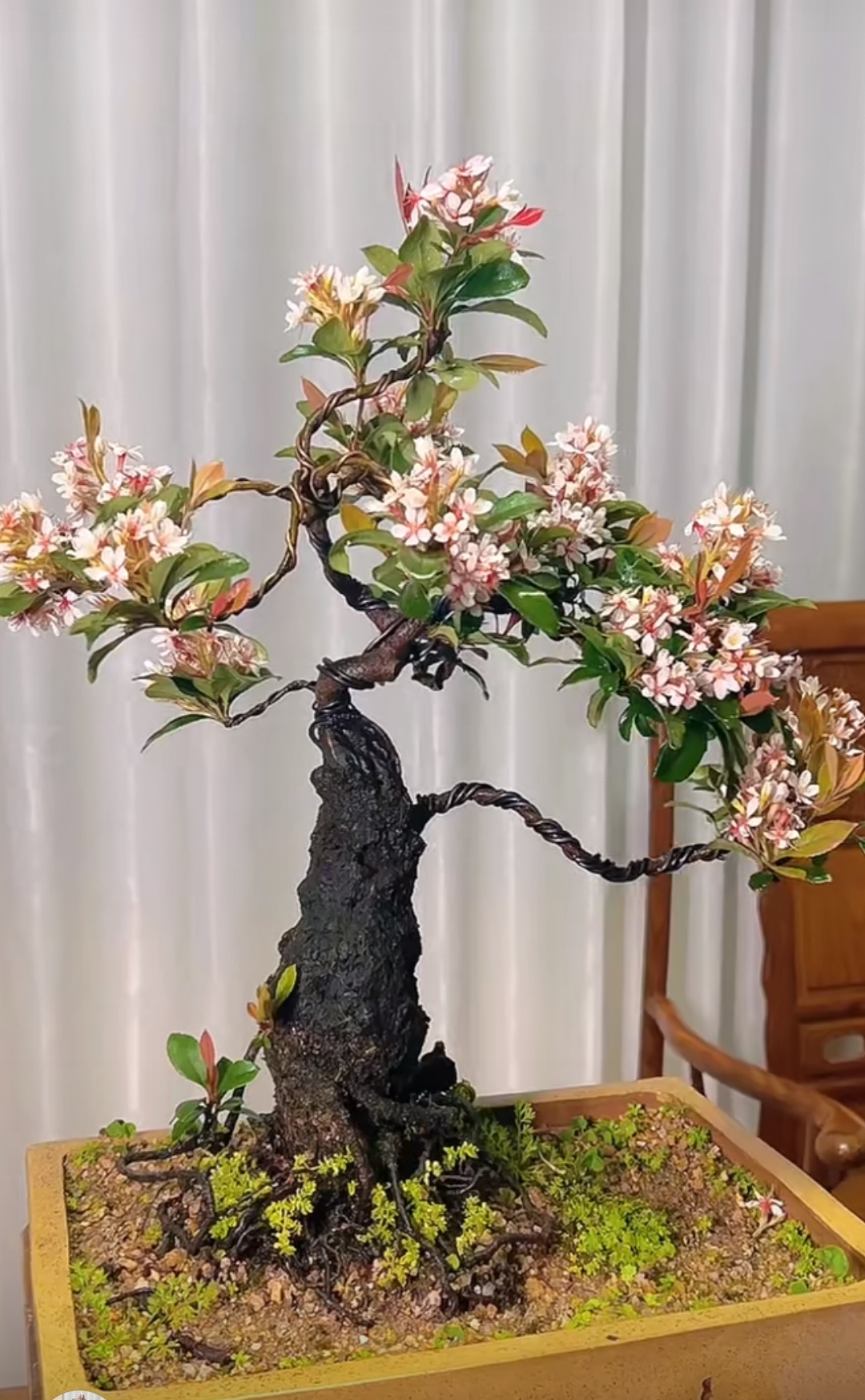 高山春花栀子花等茶室庭院客厅精品盆景素材直播间一物一拍