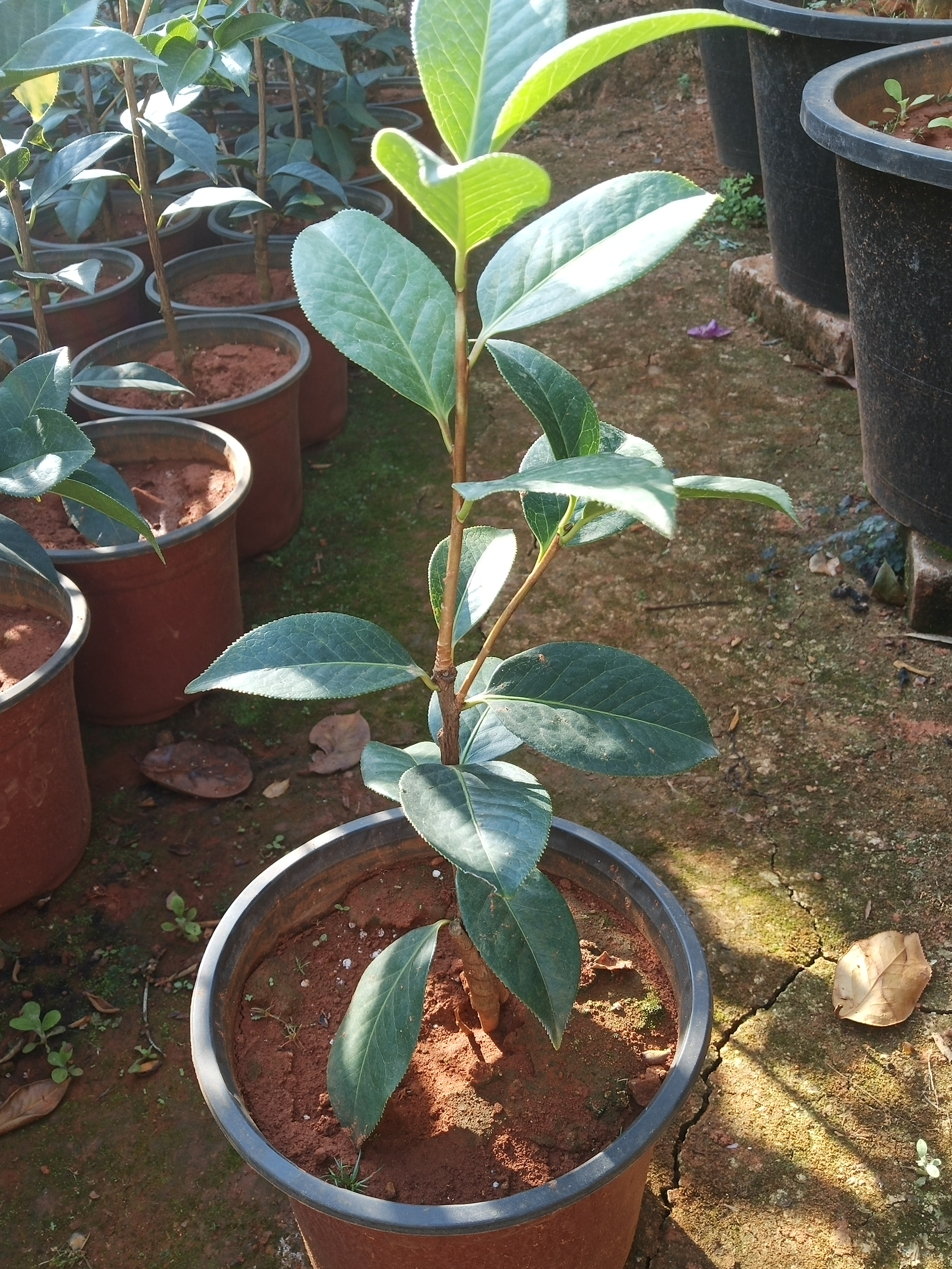 云南茶花朱砂紫袍2年苗