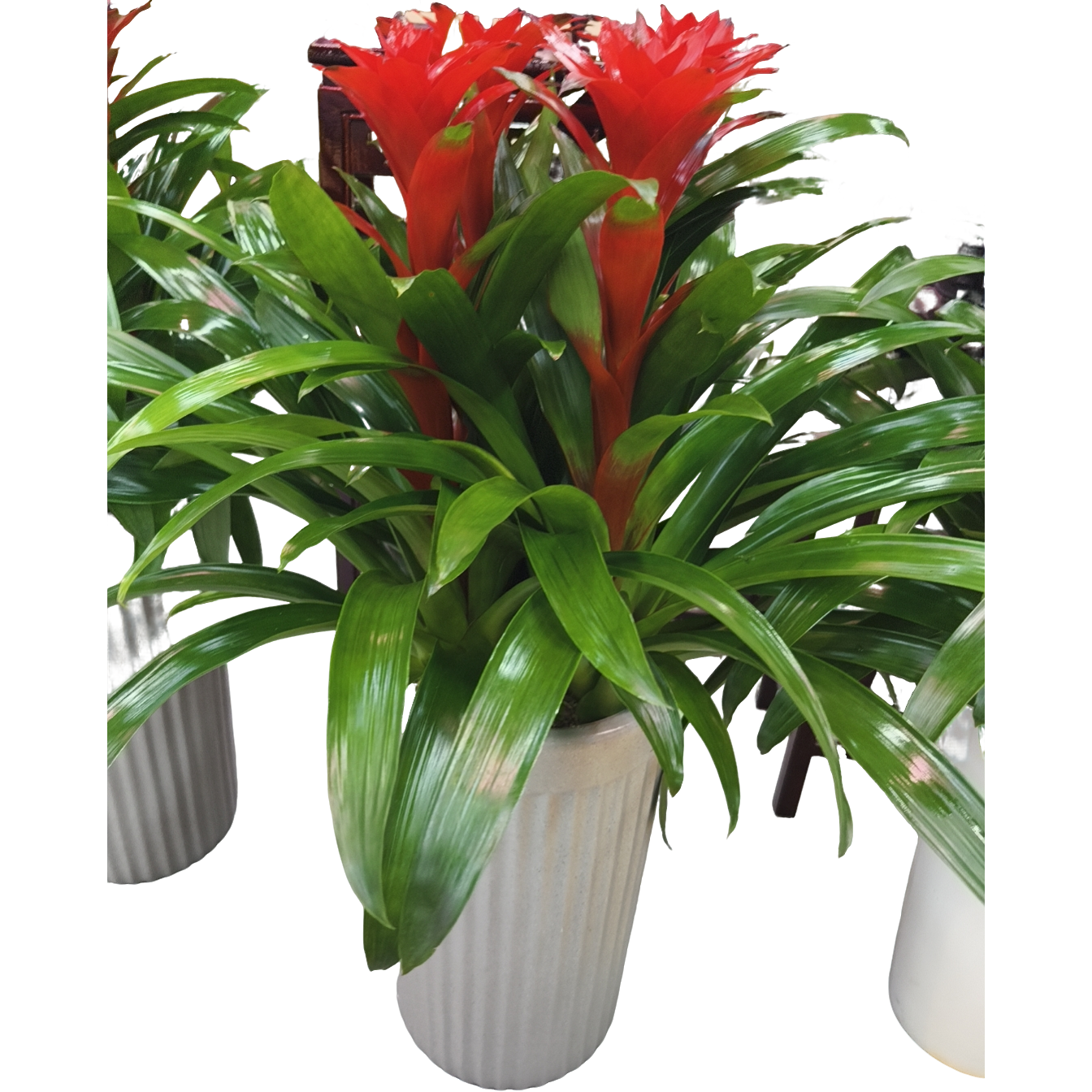 万博花卉凤梨花艺组盆