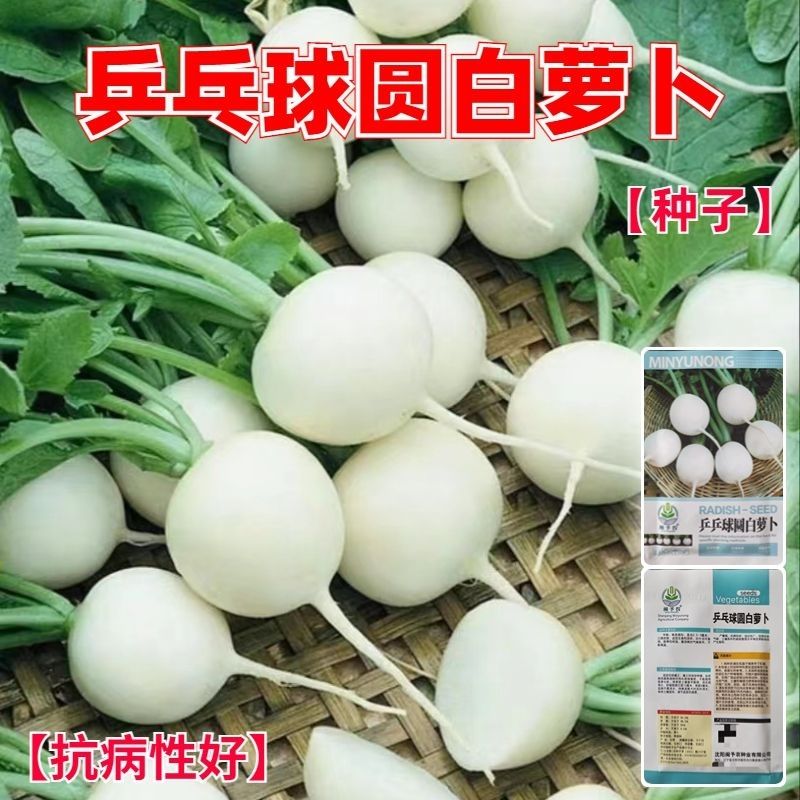 乒乓球圆白萝卜种子秋冬四季蔬菜萝卜种子特大超甜水果萝卜种阳台